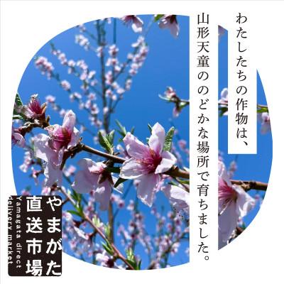 ふるさと納税 山形県 【先行受付 令和8年度発送】山形県産 もぎたて黄桃(3kg)ギフト箱入の画像
