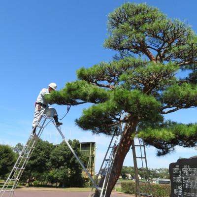 ふるさと納税 矢吹町 庭木の手入れ[矢吹町及び周辺地域]