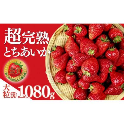 ふるさと納税 茂木町 [美土里農園]完熟とちあいか 大粒 約270g × 4パック 約1080g