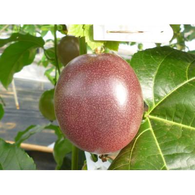 ふるさと納税 伊仙町 【2026年6月より順次発送】カイトフルーツの自宅用パッションフルーツ3kg | 