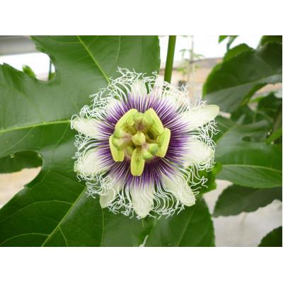 ふるさと納税 伊仙町 【2026年6月より順次発送】カイトフルーツの自宅用パッションフルーツ3kg |  | 01