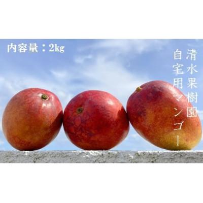 ふるさと納税 伊仙町 [2024年7月より順次発送]清水果樹園の自宅用マンゴー約2kg