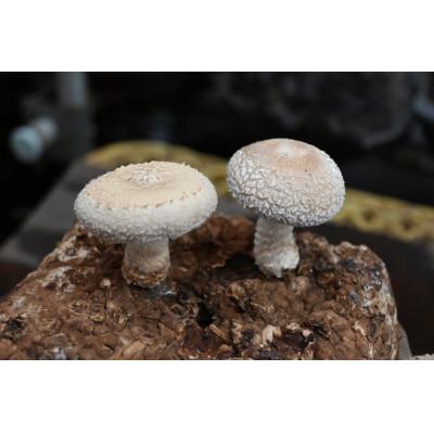 ふるさと納税 奈井江町 「社会福祉法人ないえ福祉会」 肉厚生しいたけ1.5kg