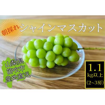 ふるさと納税 笛吹市 生産者直送!山梨県笛吹市産!シャインマスカット 約1.1kg以上(2〜3房)