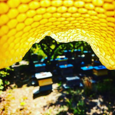 ふるさと納税 上郡町 【抗生物質不使用】【非加熱】蜂助の季節のはちみつセット 240g×2本の画像