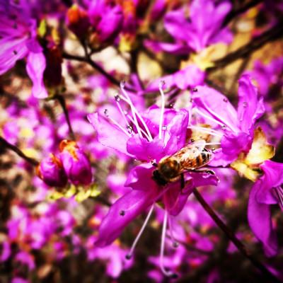 ふるさと納税 上郡町 【抗生物質不使用】【非加熱】蜂助の季節のはちみつセット 240g×2本の画像