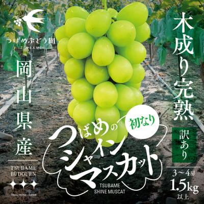 ふるさと納税 津山市 [先行受付/訳あり]初なりシャインマスカット 限定数量1.5kg(岡山県産)