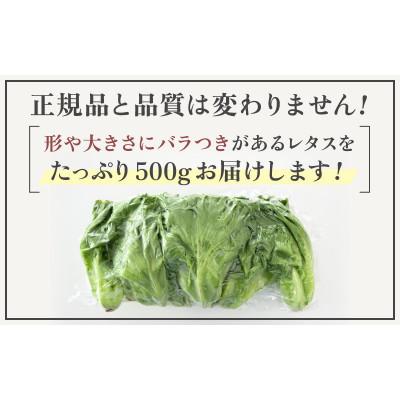 ふるさと納税 美浜町 訳あり　低カリウムレタス　500g×1袋　不揃い クリーンルーム栽培   栽培期間中農薬不使用｜y-sf｜02