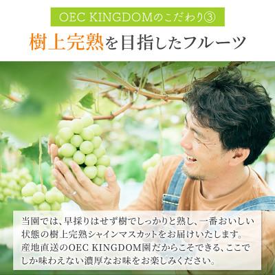 魅了 ふるさと納税 里庄町 シャインマスカット 1房(700g以上)贈答クラス 岡山県産 OEC KINGDOMぶどう家