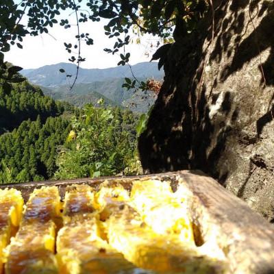 ふるさと納税 山鹿市 日本みつばち菊鹿 600gの画像