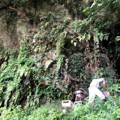 ふるさと納税 山鹿市 日本みつばち菊鹿 600gの画像