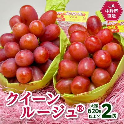 ふるさと納税 中野市 JA中野市より産地直送!長野県のぶどうクイーンルージュ(R)大房620g以上×2房(1.2kg以上)