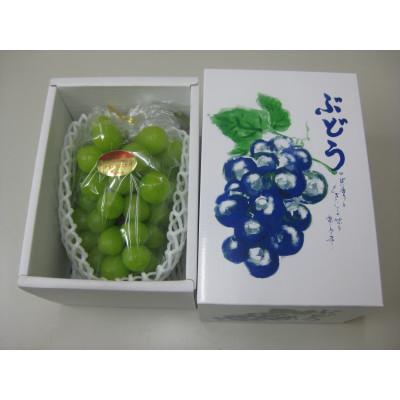 ふるさと納税 坂出市 贈答用シャインマスカット 1房化粧箱入り