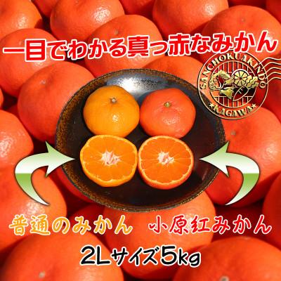 ふるさと納税 坂出市 香川県産 小原紅早生みかん約5kg ( 特品クラス2Lサイズ )｜y-sf｜02