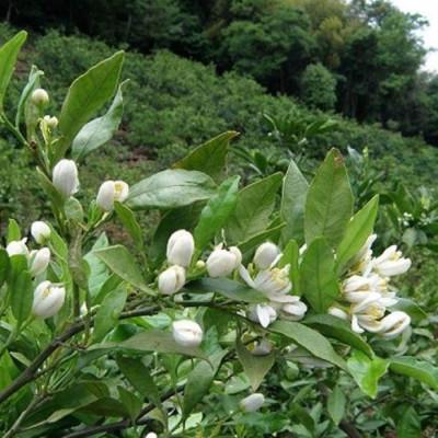 ふるさと納税 松山市 道後の杜 はちみつセット(300g×3本) ミニはちみつ2本付きの画像