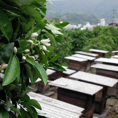 ふるさと納税 松山市 道後の杜 はちみつセット(300g×3本) ミニはちみつ2本付きの画像