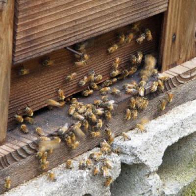 ふるさと納税 松山市 道後の杜 はちみつセット(300g×3本) ミニはちみつ2本付きの画像