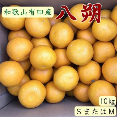 ふるさと納税 美浜町 [手選果]有田産の八朔約10kg(SまたはMサイズいずれかお届け)[美浜町]