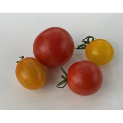 ふるさと納税 豊明市 新ミニトマト4種セット(愛知いしかわ菜園)_1