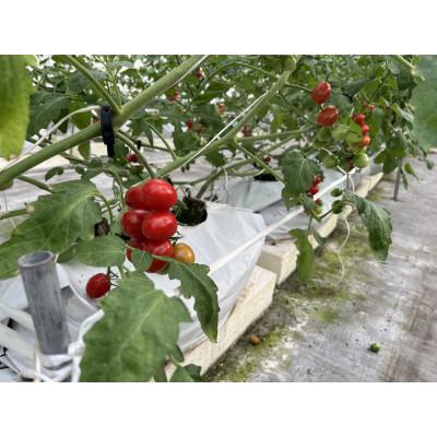 ふるさと納税 豊明市 新ミニトマト4種セット(愛知いしかわ菜園)_2