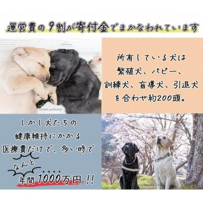 ふるさと納税 亀岡市 盲導犬訓練 支援寄付[盲導犬協会オリジナルグッズ]ぬいぐるみ、タオルなど7点｜y-sf｜02