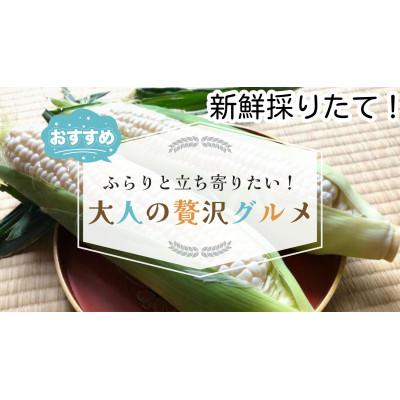 ふるさと納税 大網白里市 千葉県産 とうもろこし「ピュアホワイト」Lサイズ 10本