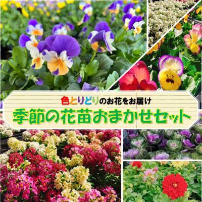 ふるさと納税 安中市 季節の花苗おまかせセット 15ポット以上