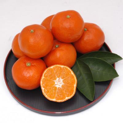 ふるさと納税 坂出市 小原紅早生ハウスみかん 約1.2kg