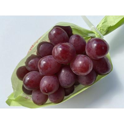 ふるさと納税 長野市 JAグリーン長野 クイーンルージュ(R) 2房(約1kg