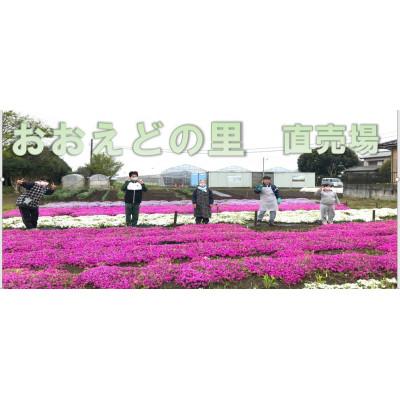 ふるさと納税 八街市 芝桜苗【エメラルドクッションブルー 30ポット】_1