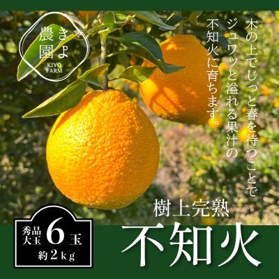 ふるさと納税 那智勝浦町 先行受付 不知火 希少な樹上完熟! 秀品大玉 6個入