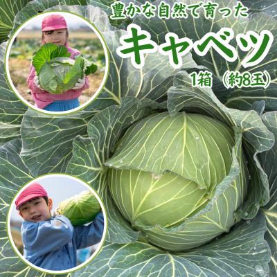 ふるさと納税 中間市 【中間市】豊かな自然で育ったキャベツ1箱(8玉