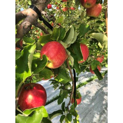 ふるさと納税 青森市 [訳あり]りんご「葉とらずつがる」約3kg(8〜12玉) 家庭用