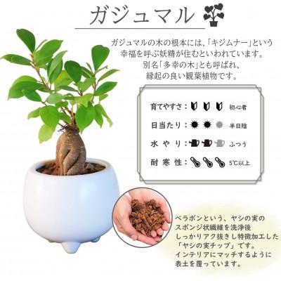 ふるさと納税 小山市 観葉植物 ミニ ガジュマル 陶器 鉢植 : さとふる