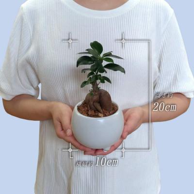 ふるさと納税 小山市 観葉植物 ミニ ガジュマル 陶器 鉢植 : さとふる