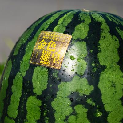 ふるさと納税 尾花沢市 黄色スイカ 金色羅皇 5Lサイズ 約10kg×1玉 令和
