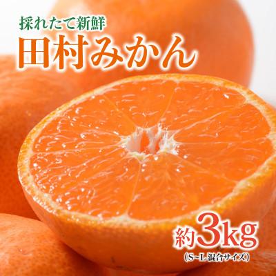 ふるさと納税 湯浅町 [先行受付]紀州グルメ市場の田村みかん 約3kg(S〜L・混合サイズ)