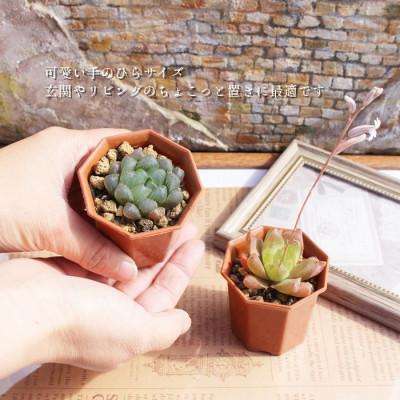 ふるさと納税 太田市 多肉植物10種類ハオルチアセット : さとふる