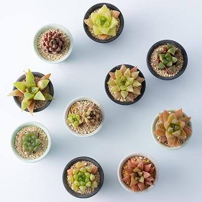 Top【選抜株】多肉植物　8057花葵ハナアオイ　10個　鉢無し/脱土 ふるさと納税 太田市 多肉植物10種類ハオルチアセット : さとふる