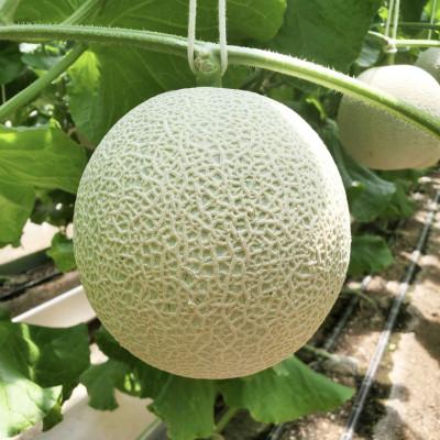 ふるさと納税 八千代市 令和7年分きむら農園の特級マスクメロン1玉[化粧箱入り]