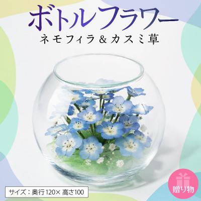 ふるさと納税 久留米市 ネモフイラとカスミ草のボトルフラワー
