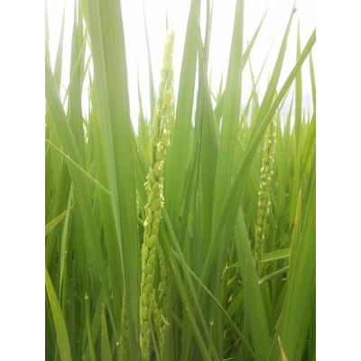 ふるさと納税 中野市 R5年産 特別栽培米　清水さんちのお米　5kg　精米｜y-sf｜03