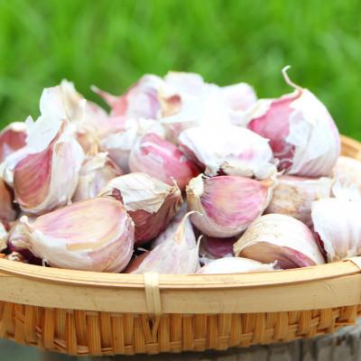 ふるさと納税 新庄市 最上伝承野菜【最上赤にんにく】 600g(バラ