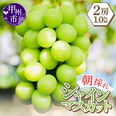 ふるさと納税 甲州市 感謝を込めてお届け 最高の朝採りシャインマスカット 1kg以上(2房)