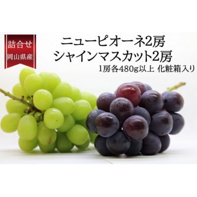 ふるさと納税 津山市 [先行受付]岡山県産詰合/ニューピオーネ2房・シャインマスカット晴王2房 各(1房480g以上)