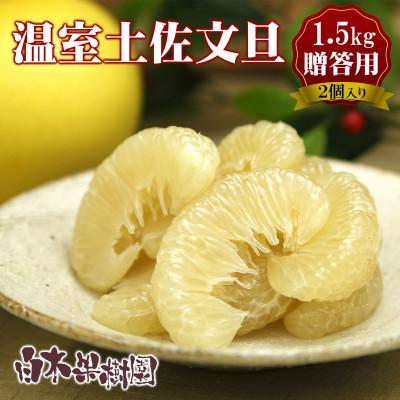 ふるさと納税 土佐市 お歳暮専用 温室土佐文旦約1.5kg 大玉 特選品贈答用(2個入り)