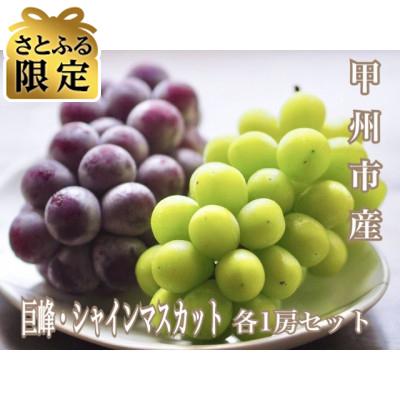 ふるさと納税 甲州市 [さとふる限定][2026年先行受付]大人気!巨峰・シャインマスカット食べ比べセット 各1房