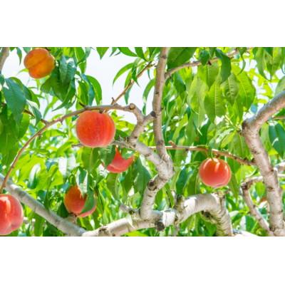 ふるさと納税 甲州市 【さとふる限定】【2026年先行受付】朝採れ!甲州市産 桃 2kg(5〜8玉)の画像