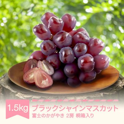ふるさと納税 村山市 2026年産 ブラックシャインマスカット 富士のかがやき 約1.5kg 2房 桐箱入り