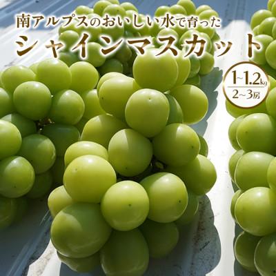 ふるさと納税 南アルプス市 &lt;2024年発送&gt;山梨県産南アルプス市産 シャインマスカット 約1kg〜1.2kg(2〜3房)